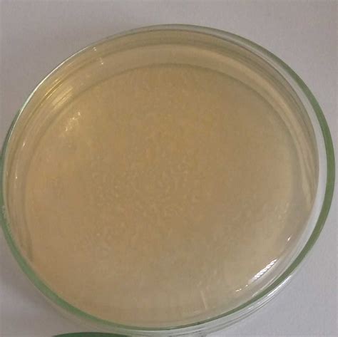 lb agar plate making process